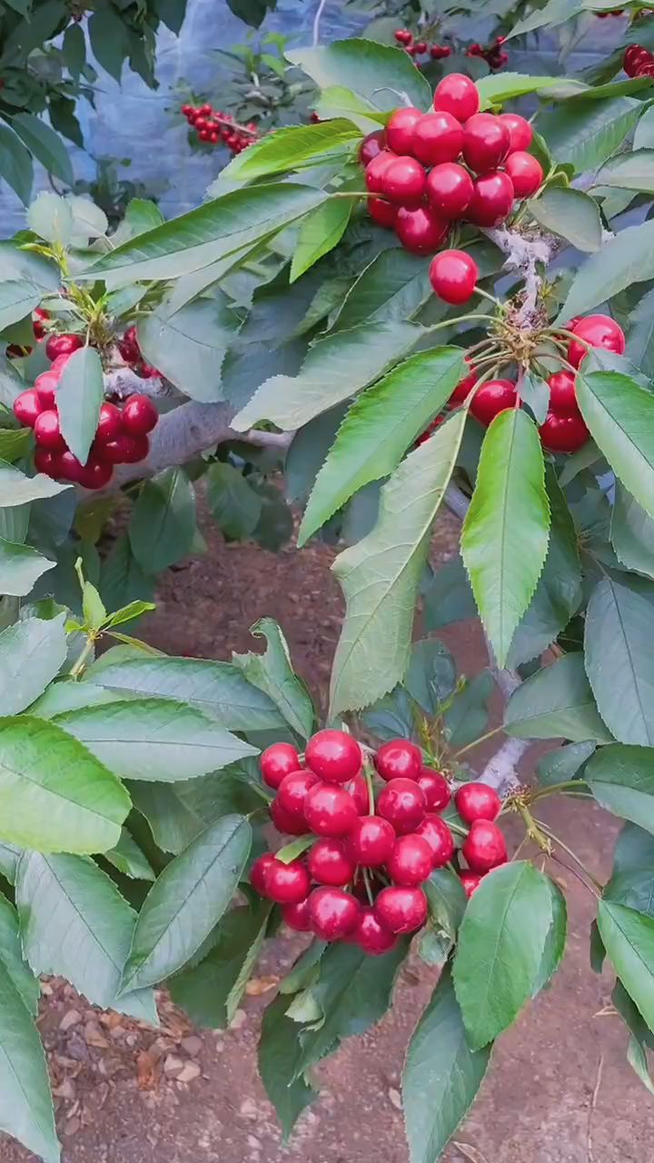 大连瓦房店得利寺大樱桃 个头大,口感好,从枝头到餐桌只需要48小时-度