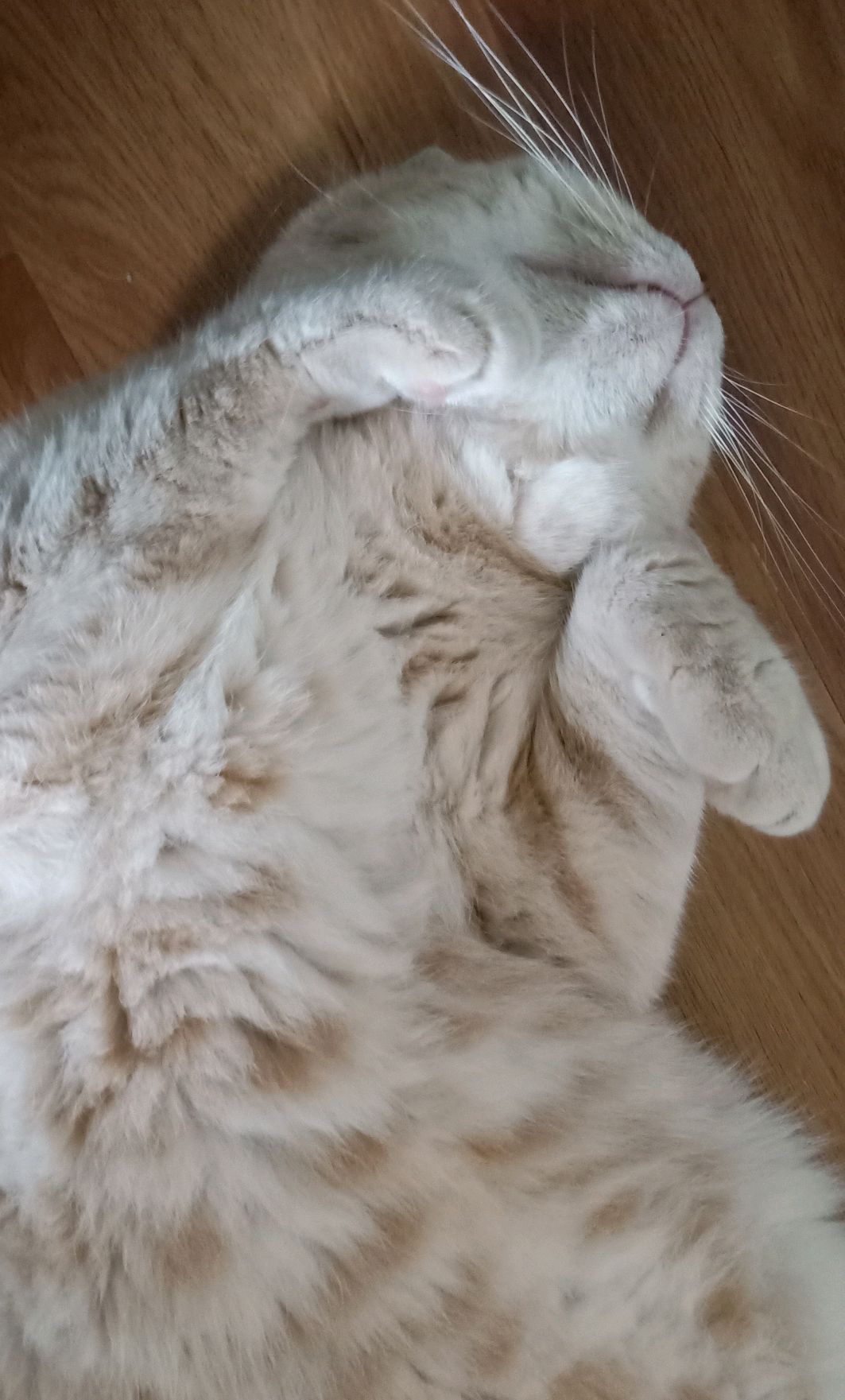 英短肥猫吃饱睡,主人担心越来越胖