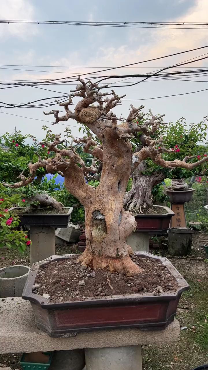 矮霸三角梅盆景