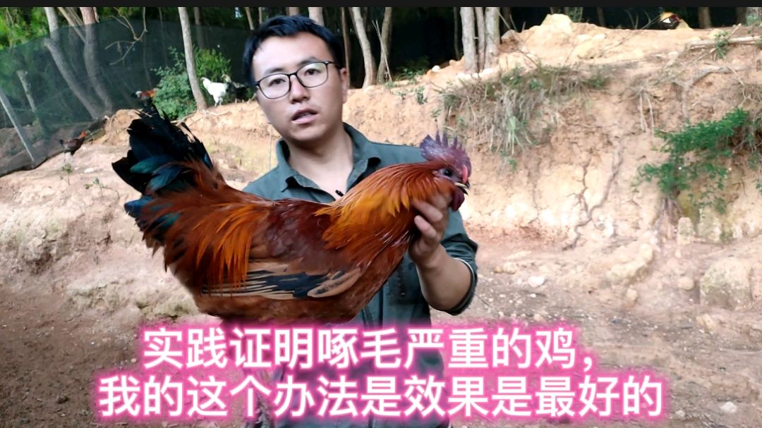 养殖土鸡啄毛很严重,当你尝试很多方法没用时,记得分开隔离养殖