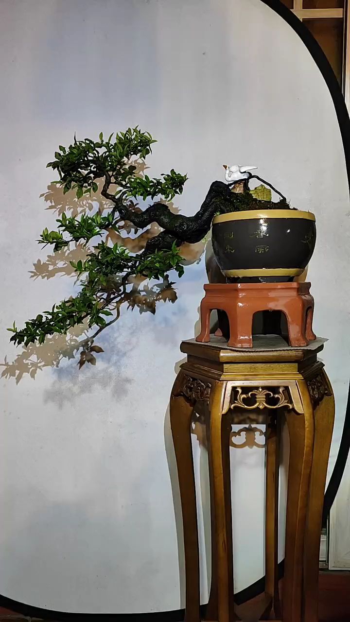 悬崖造型金弹子盆景