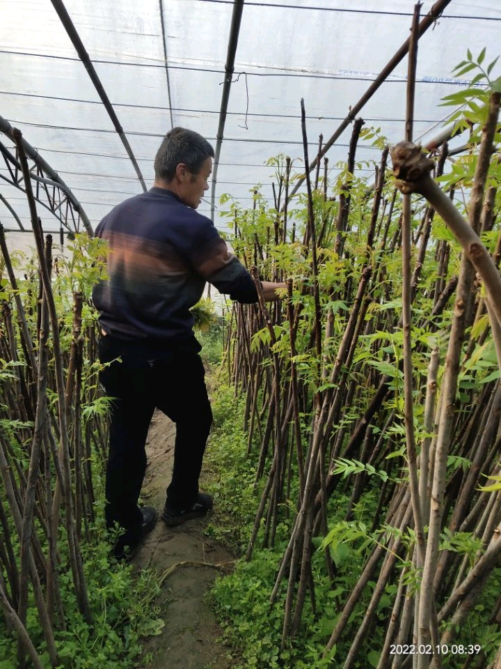 香椿苗怎么种植图片