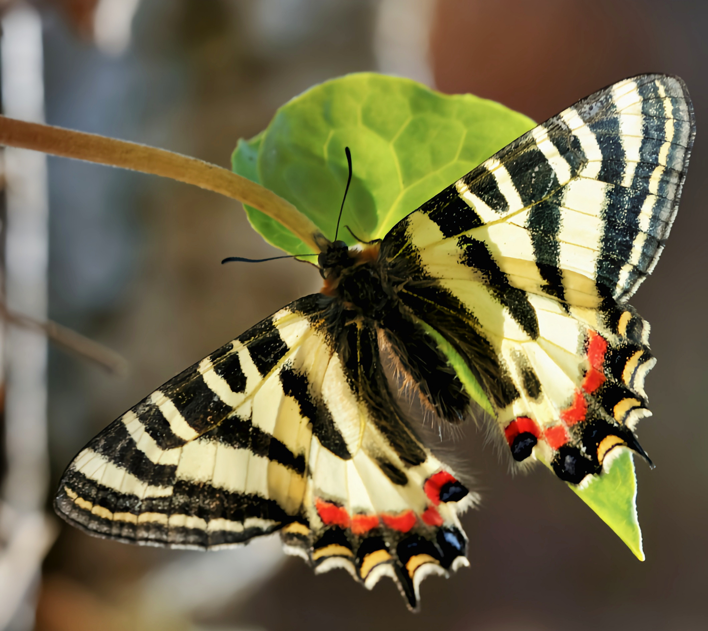 5-5.3厘米,外形与中华虎凤蝶相似.