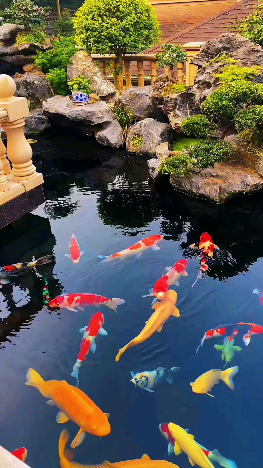 假山锦鲤池,锦鲤池没有过滤系统可不行,改造后的池子清澈见底.