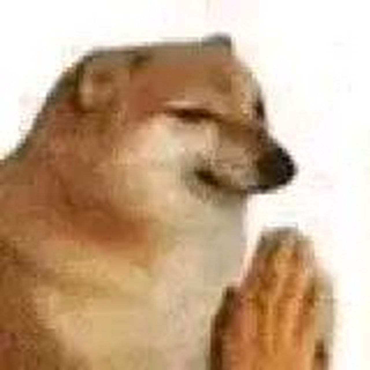 互联网精神永存,它将成为人类历史的一部分 rip05 谢谢你,狗子[大哭