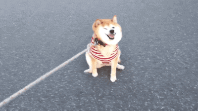 夏天来了,如何让狗狗自觉喝水,补充水源呢?