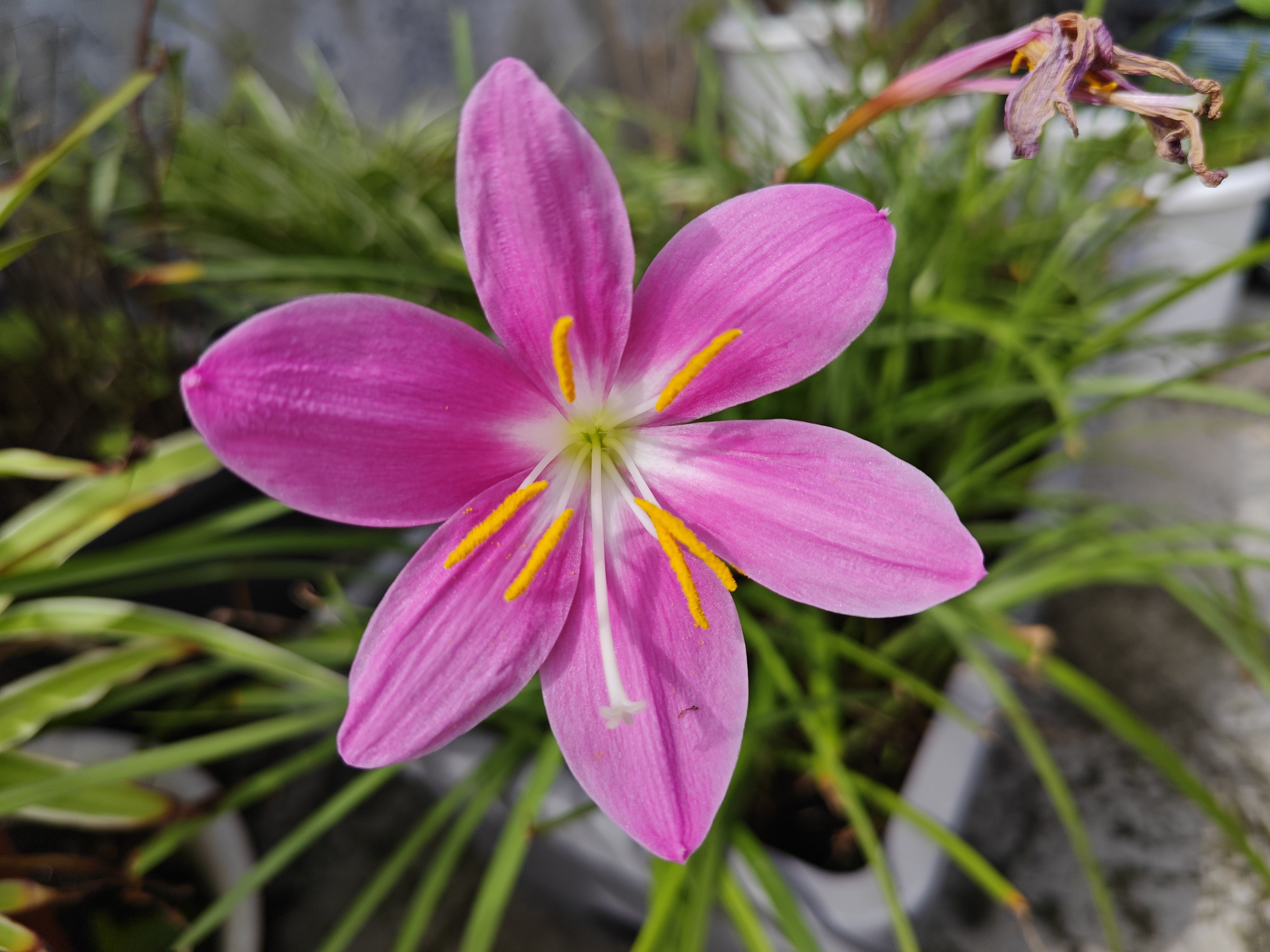 含苞待放的粉色风雨兰又悄悄开.@爱养花的果粒的动态