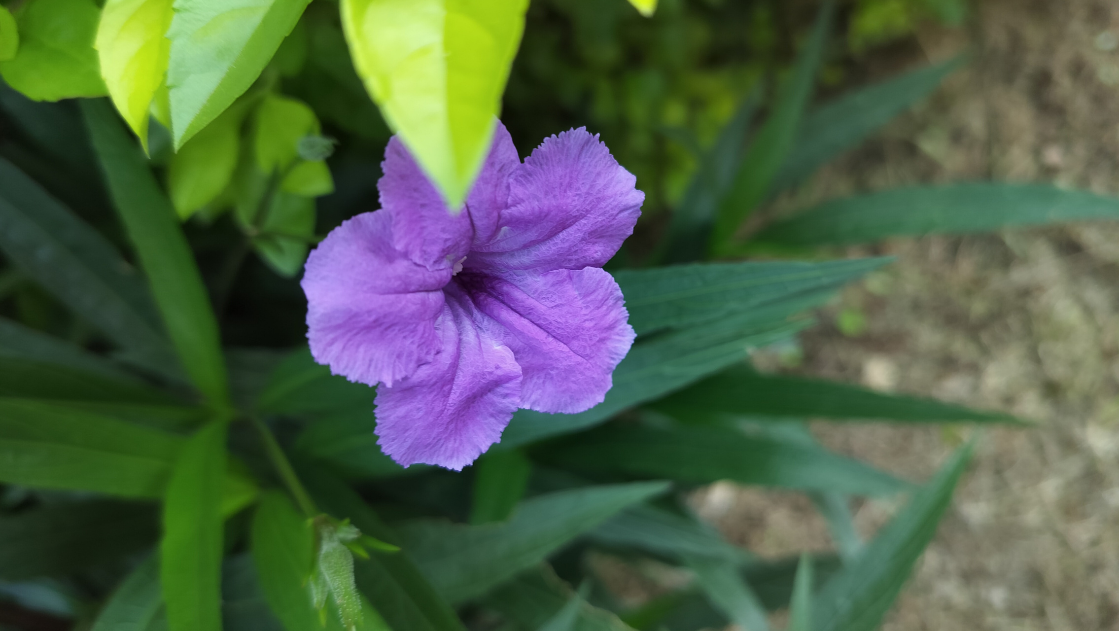 今天在公园的花圃中,发现一些紫色的花,我马上用手机拍了下来,记录每
