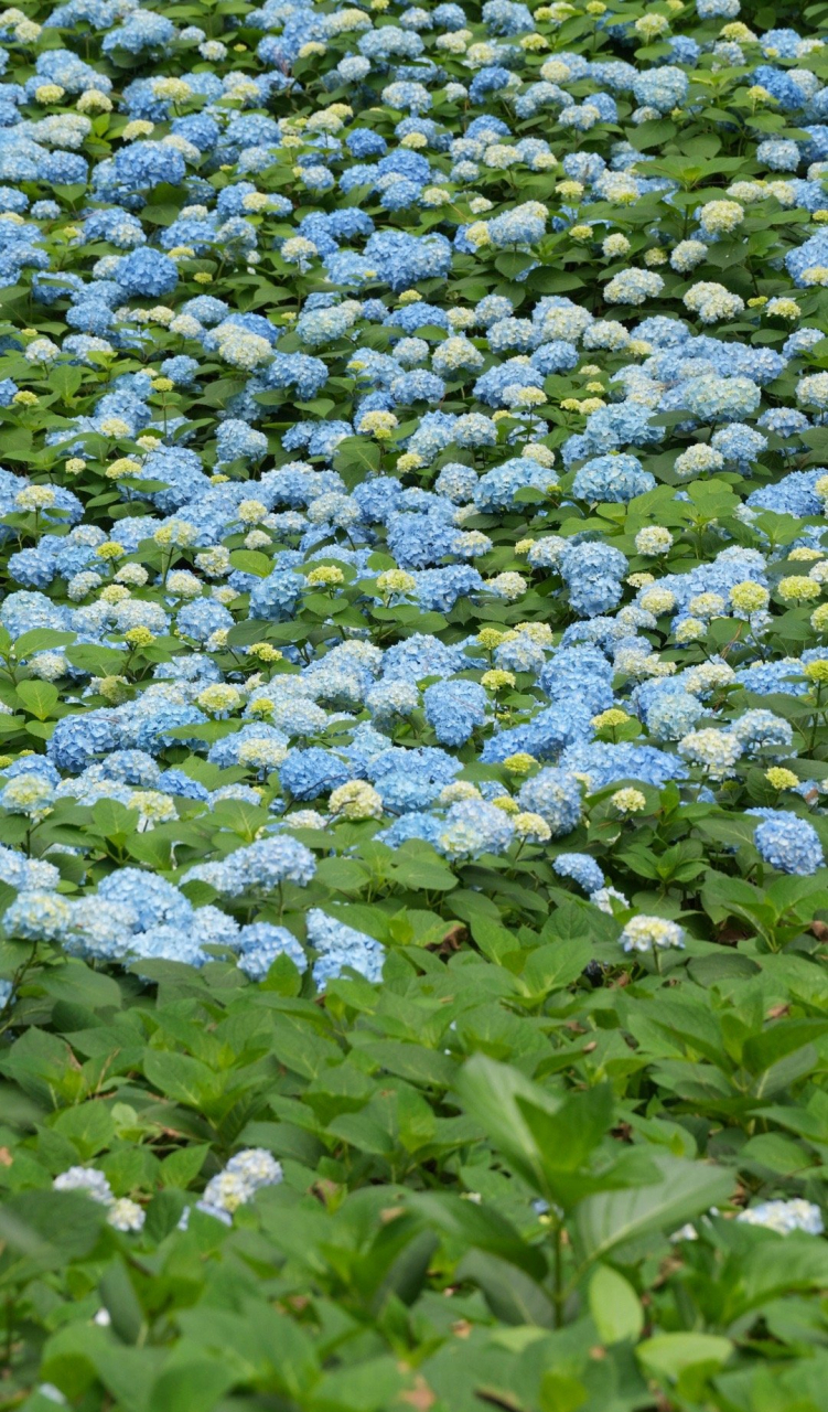 濑名紫阳花图片