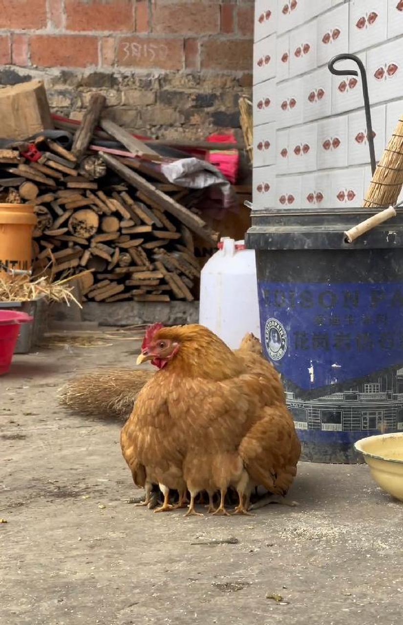 为啥这只鸡这么多条腿?