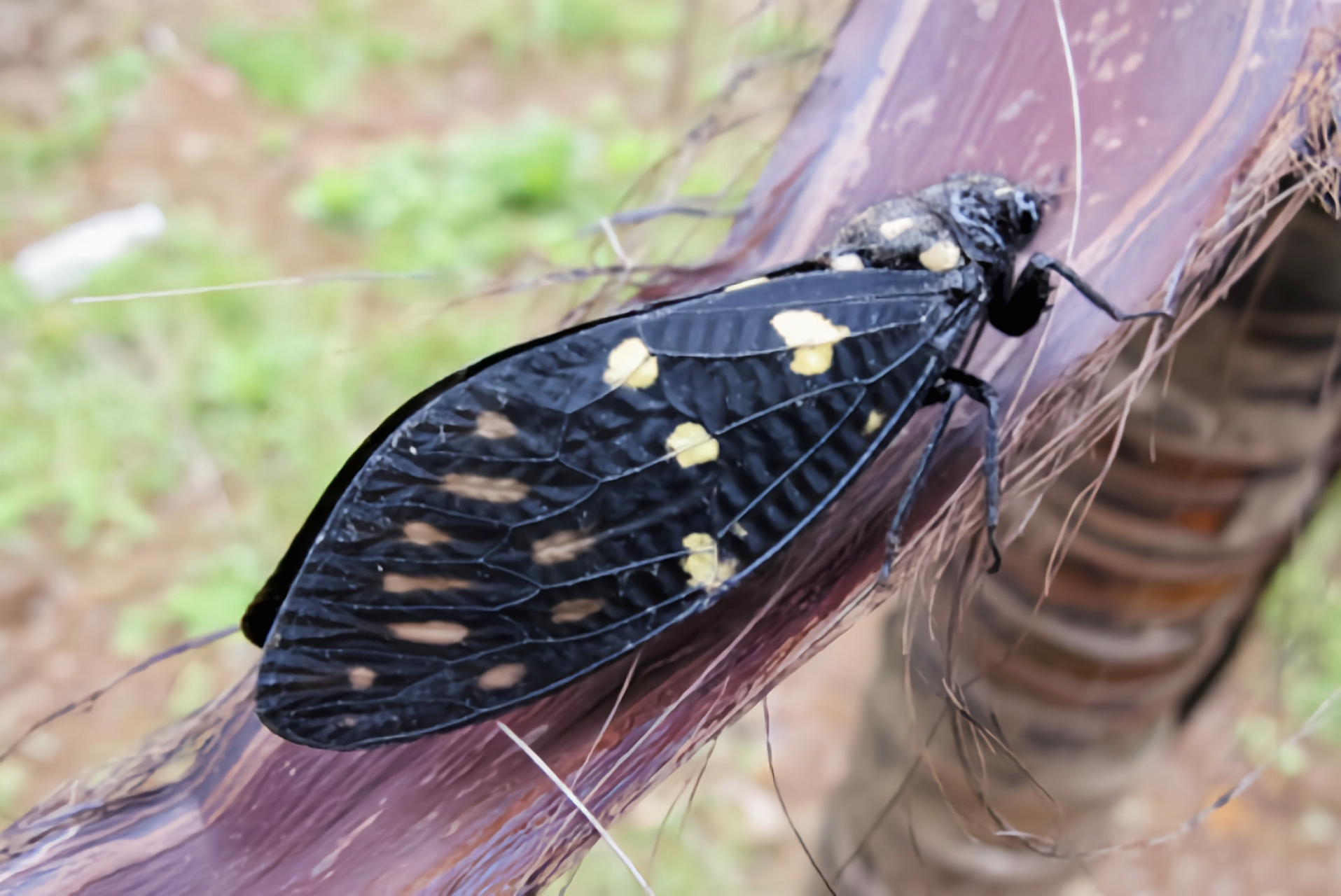 每天认识一种昆虫——斑蝉 斑蝉是半翅目,蝉科,斑蝉属昆虫.