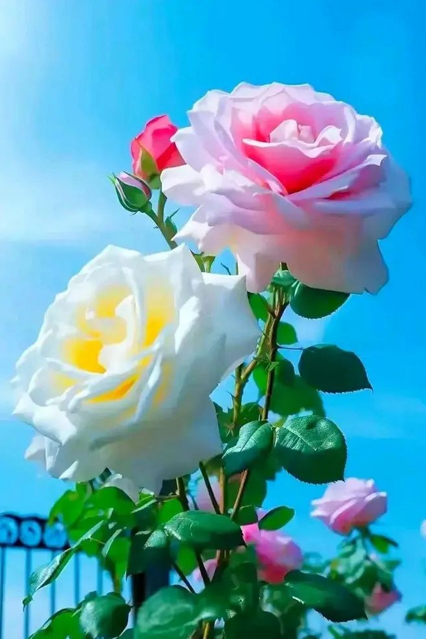 坦然面对一切,并欣然接受一切,就是人生的修行.