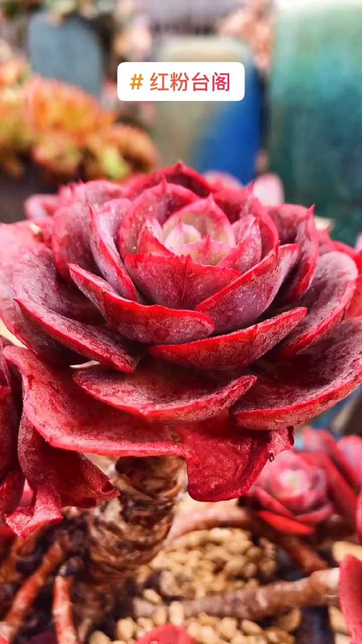 如此红的粉红台阁,罕见.更何况还是多年的老桩状态-度小视