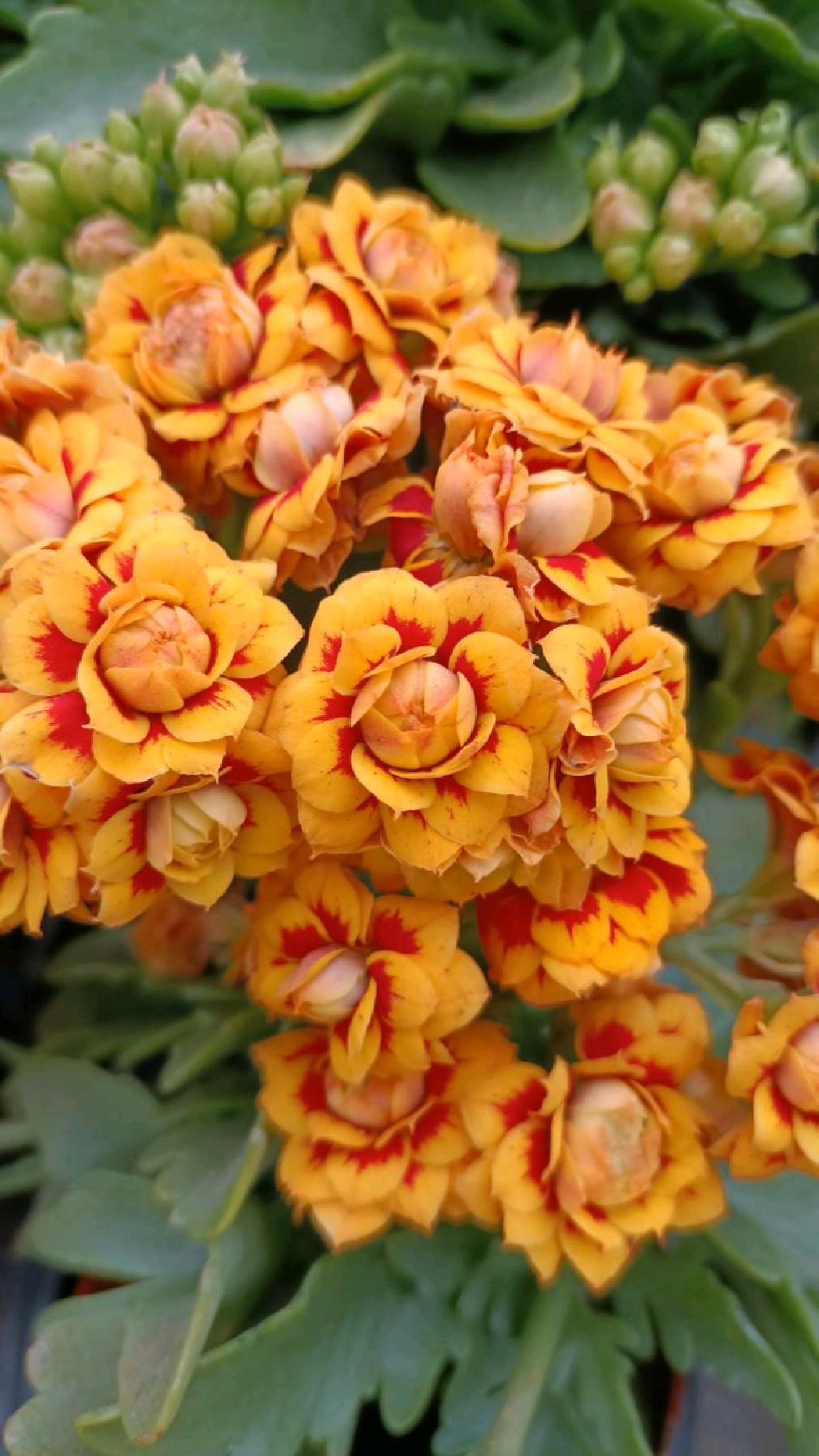 这个这款长寿花洛桑女神太漂亮了,明星款的颜值,值得拥有!-度小视