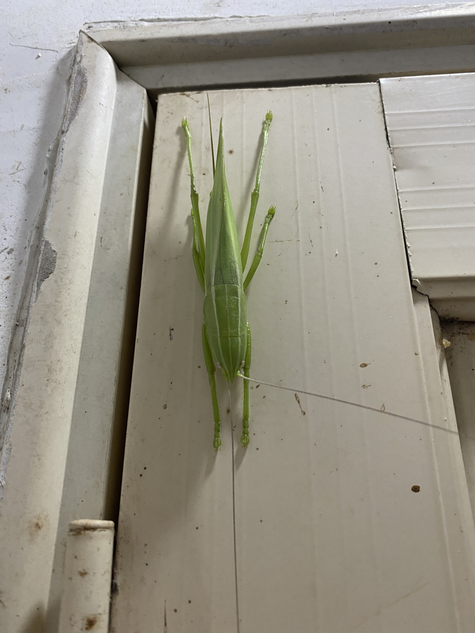 今天看到的绿色蜘蛛和绿色螽斯