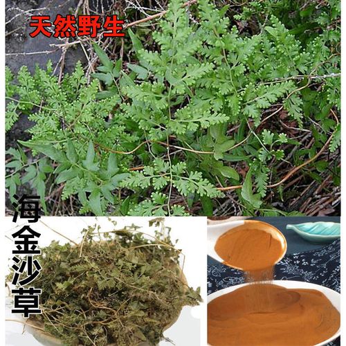 海金沙是一种怎样的植物?