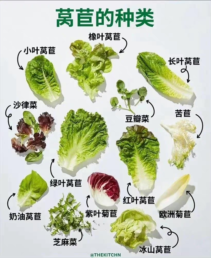 莴苣的叶子就是俗称的"生菜"