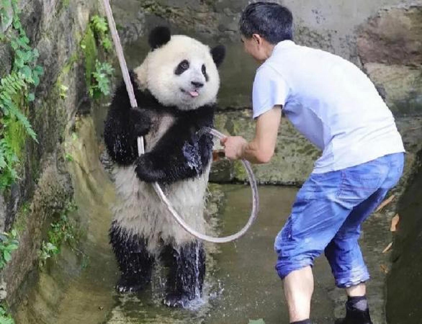 熊猫:我就是搞笑熊猫[笑哭][笑哭]#熊猫