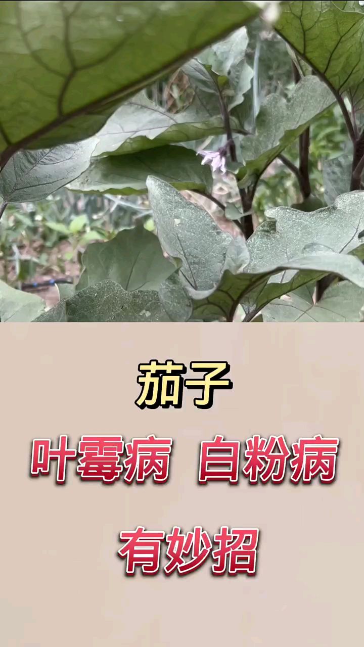 茄子叶霉病,白粉病,有妙招.