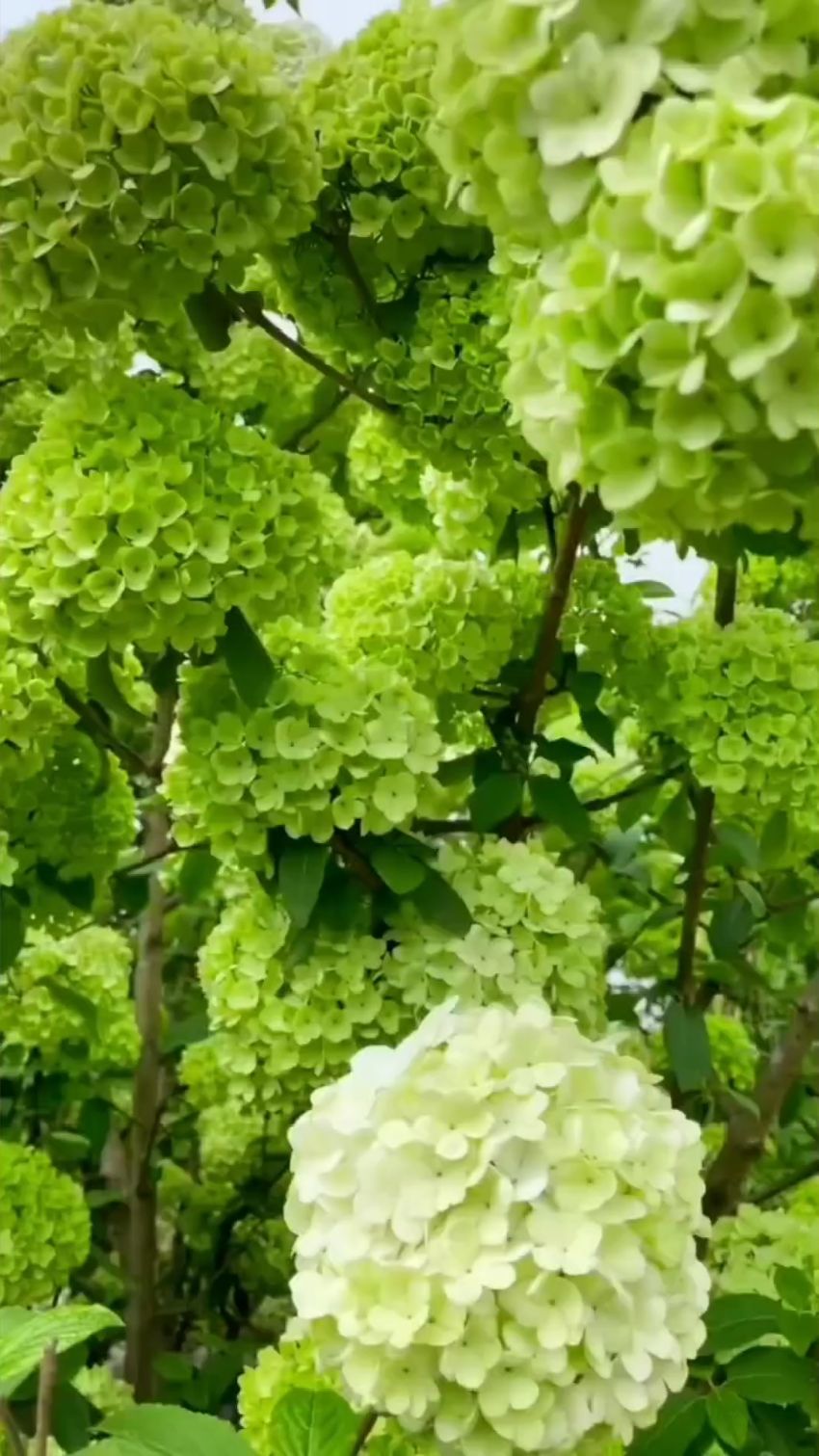 中华木绣球又名斗球花开如斗耐寒耐旱南北方都可以栽植