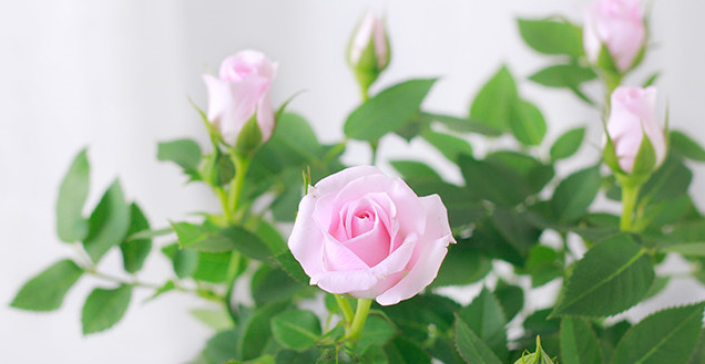 凌波月季是什么花?