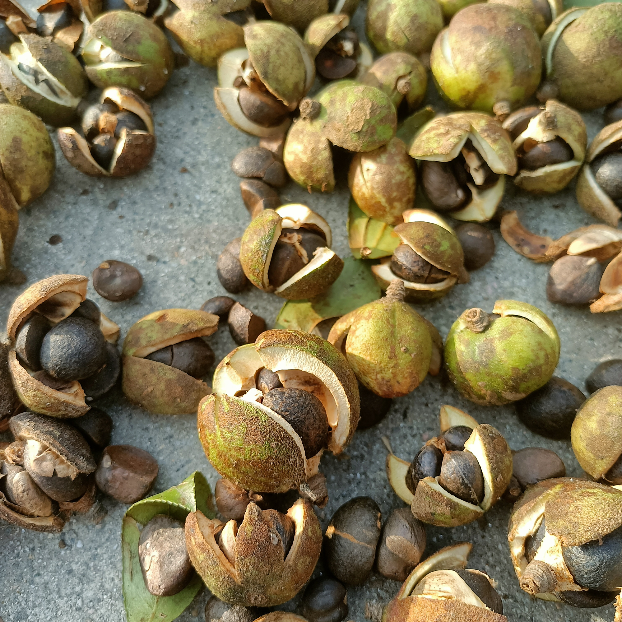 农家高山自产自销的纯天然野生山茶油原料茶籽