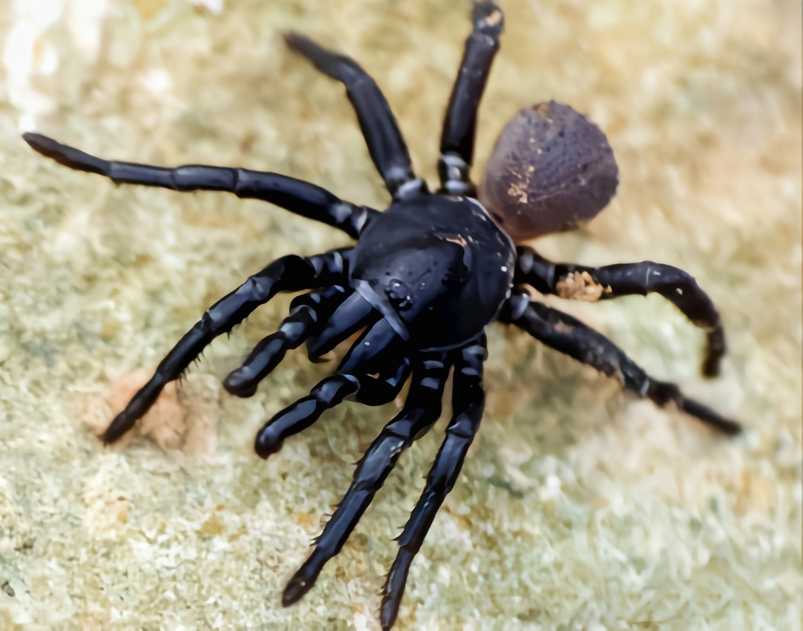 每天认识一种动物——松洛克兰活板门蛛 松洛克兰活板门蛛别名陷阱蛛