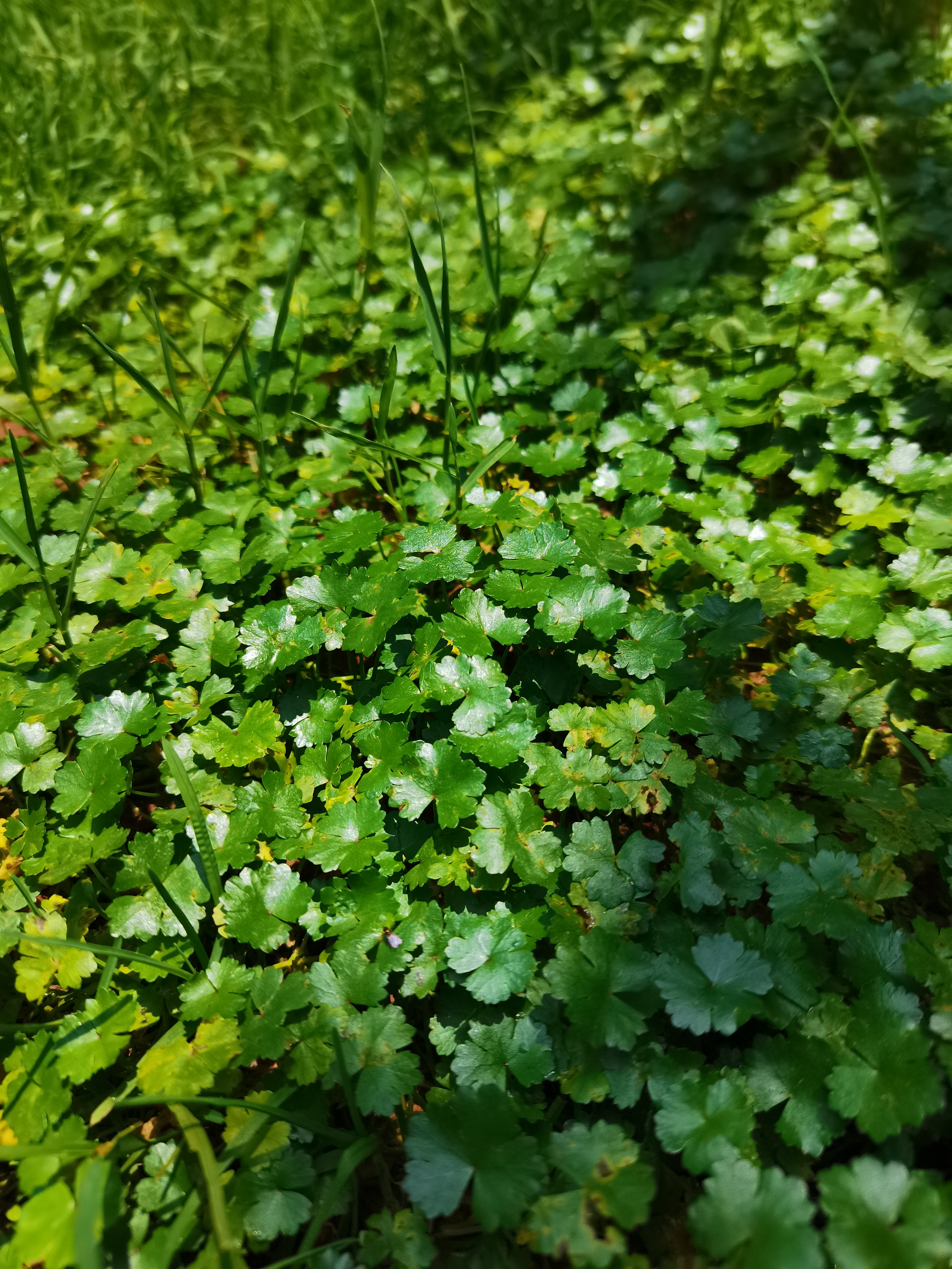 天胡荽(suī)