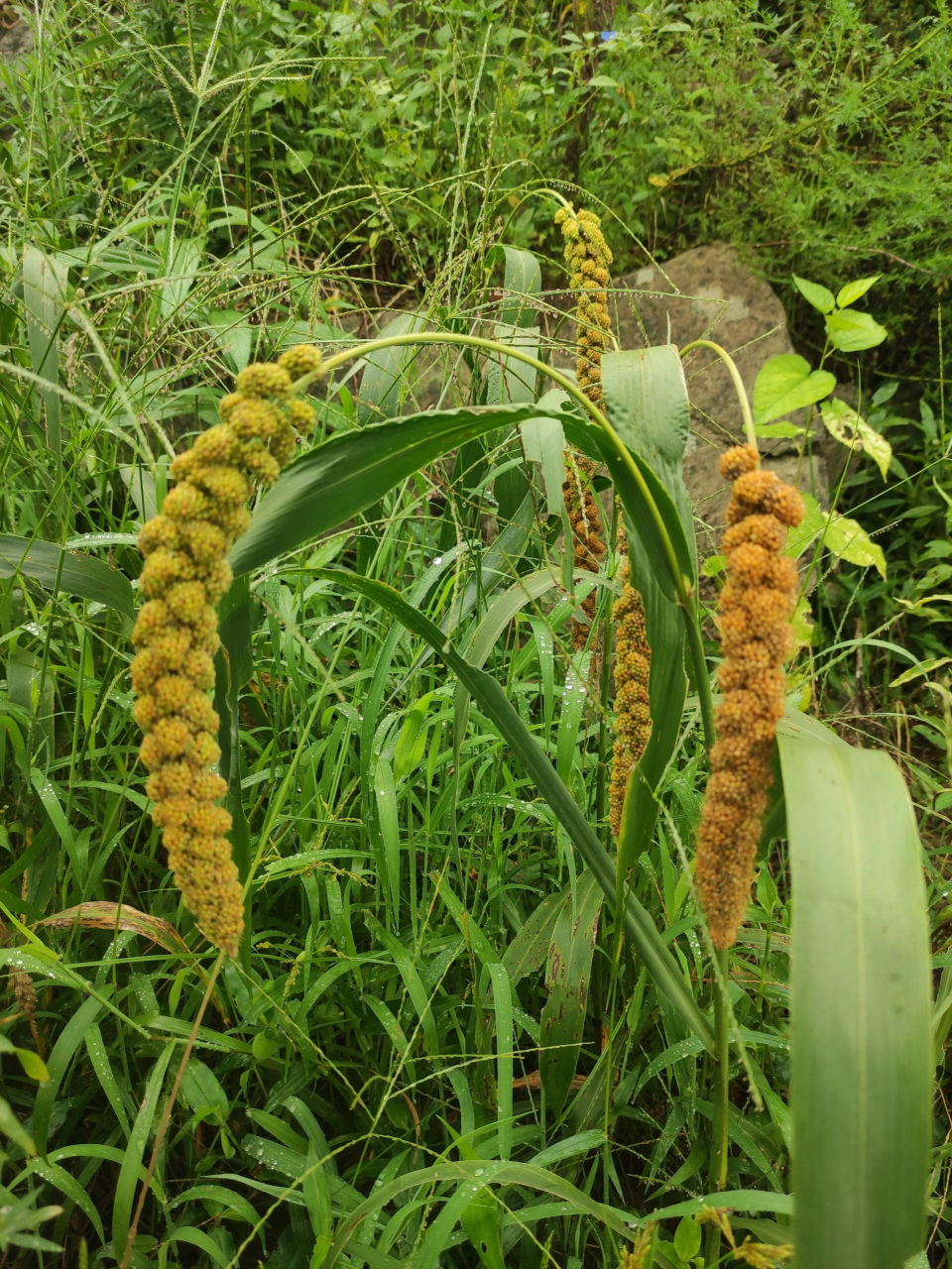 分享图片:这是野生的狗尾粟吗?怎么长在草丛里?是被遗弃了的粮食吗?