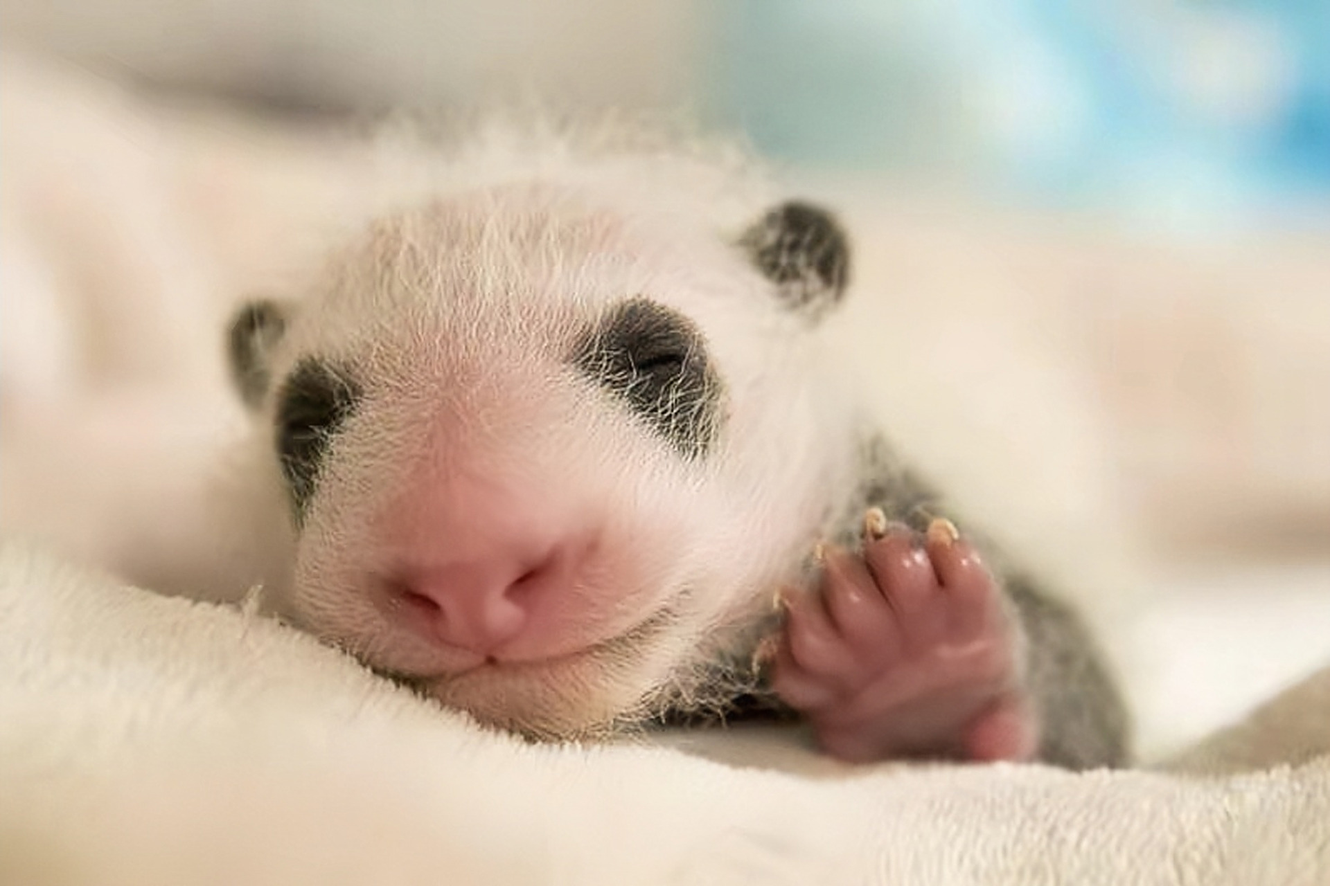 大熊猫圆梦,生日2017年8月4日,出生于法国博瓦勒野生动物园,它是首