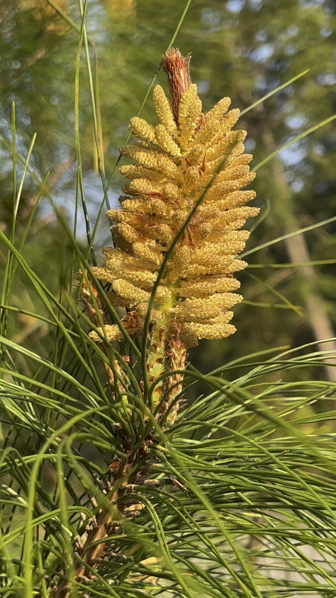 松树开花简称松花有没见过的吗