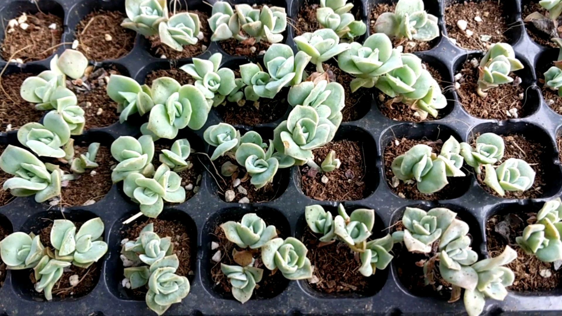 多肉叶插,可爱玫瑰,群生方法