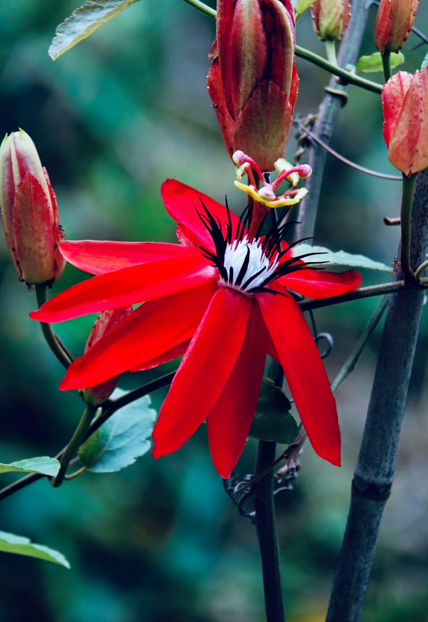 红花西番莲,鲜花盛开红艳艳,别致花形好艳红!竖立状奇特花芯!好美喔!