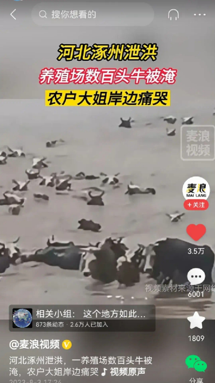 养殖场数百头牛被淹# 瞬间辛辛苦苦积攒的百万资产就将化为乌有,河北