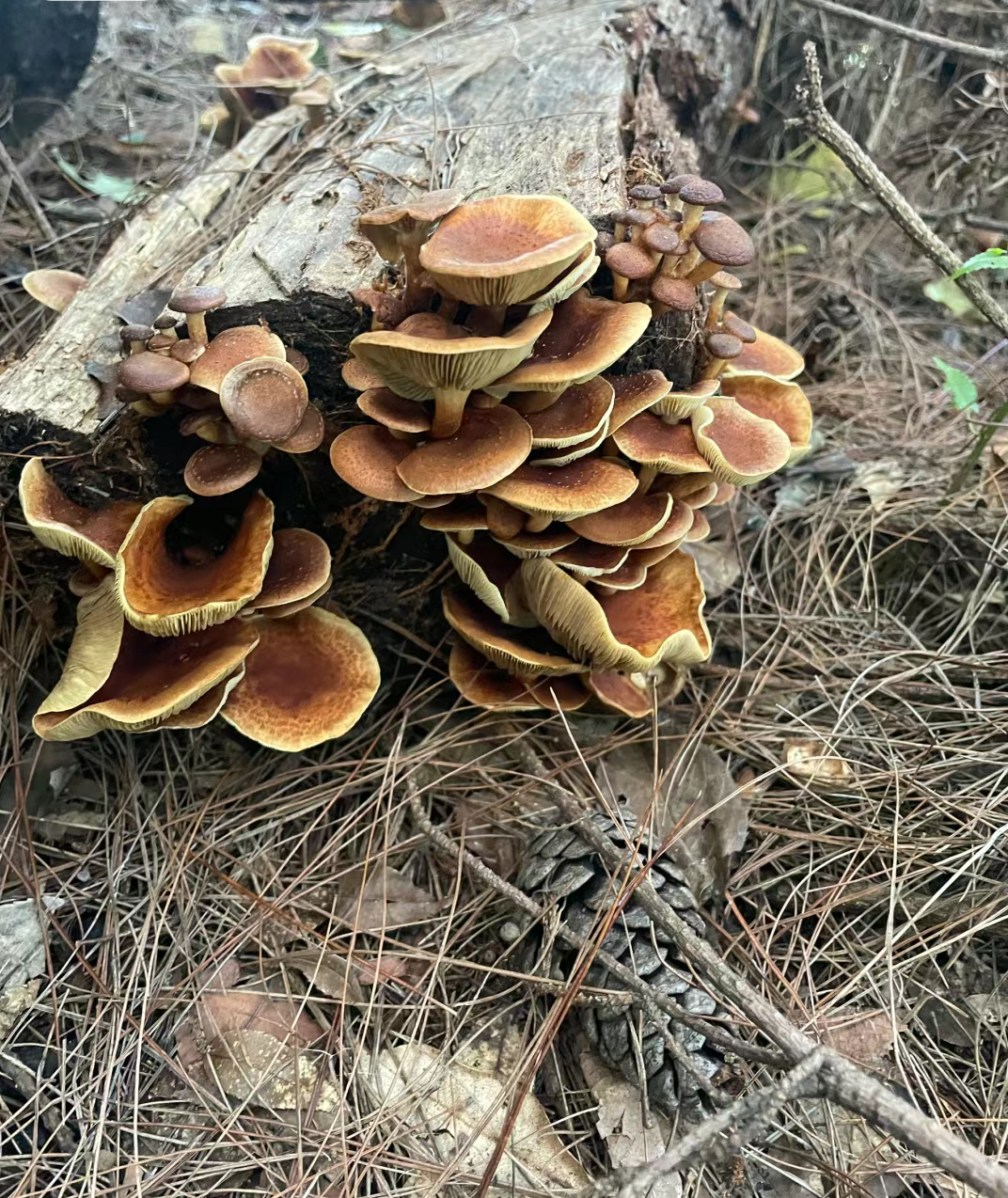 这个菌子可以吃吗