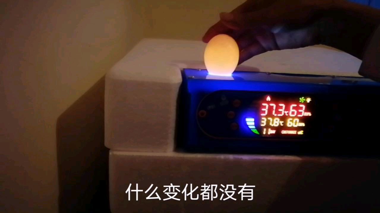 想自己动手孵化小鸡吗?好神奇,肉眼可看出哪个鸡蛋能孵出小鸡