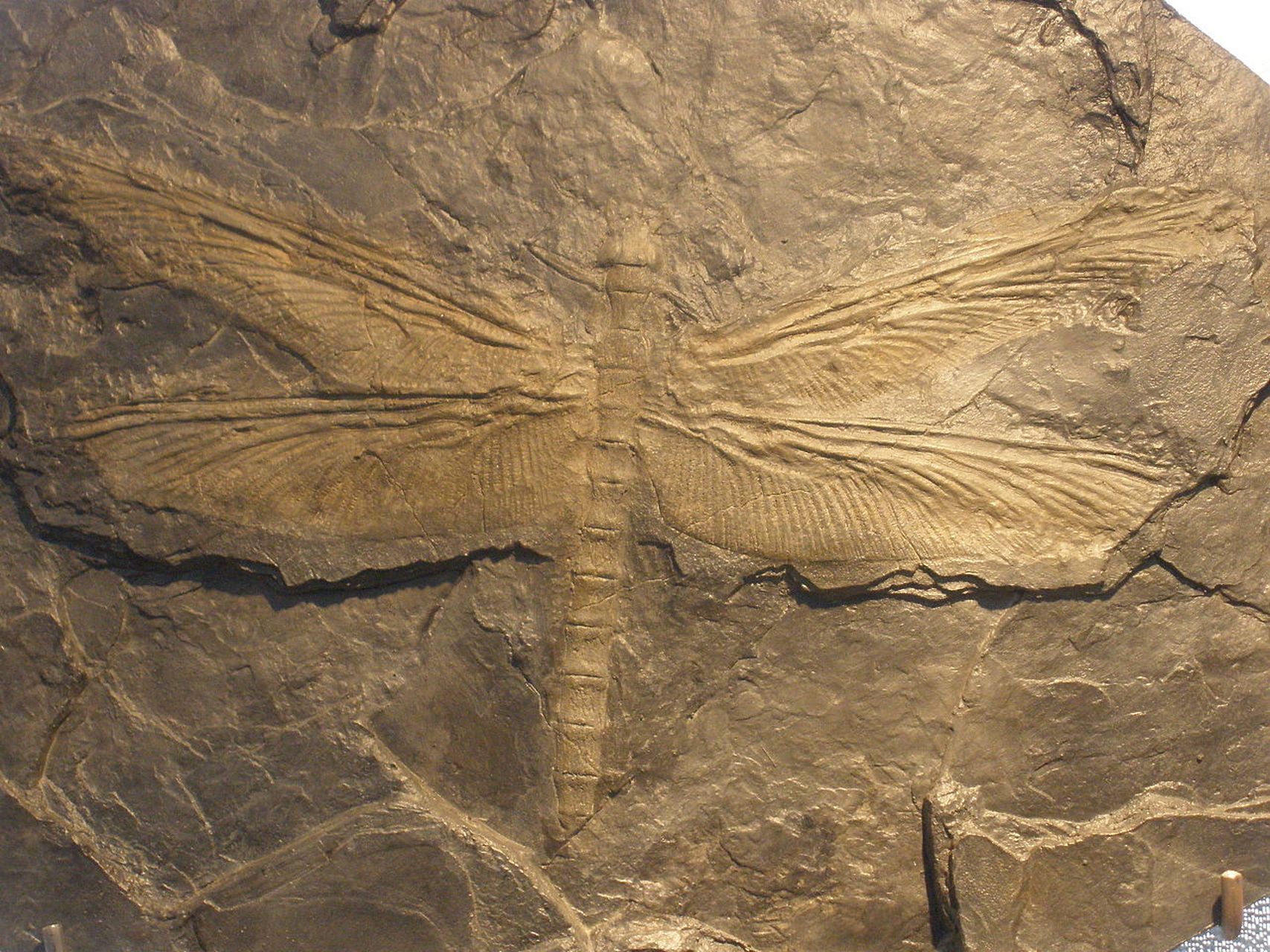 远古生物探秘——巨脉蜻蜓 巨脉蜻蜓是迄今为止地球上已知的最大飞行