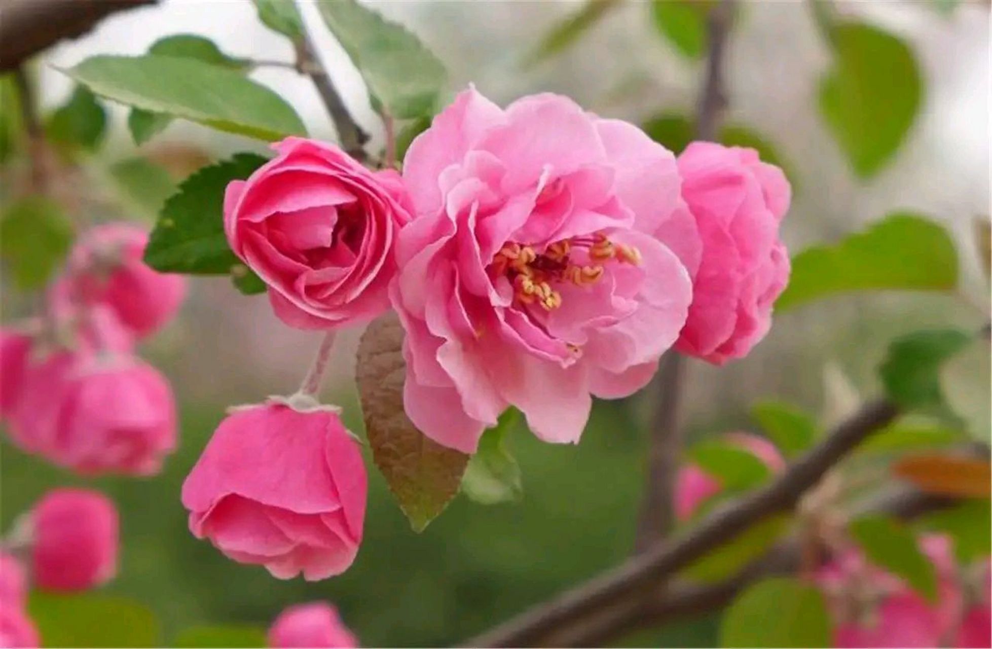 漂亮好看的山茶花#摄影# #中国美景大赏