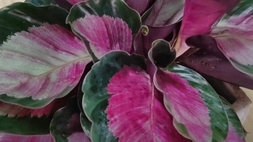 红玫瑰竹芋的养殖方法