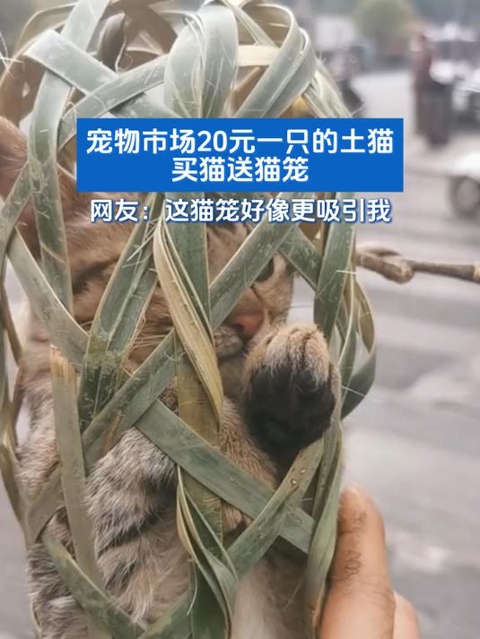 土猫多少钱一只图片