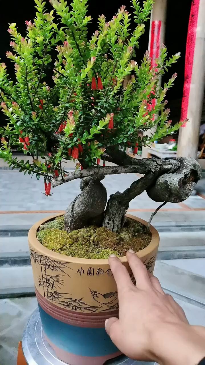 云南网红树萝卜