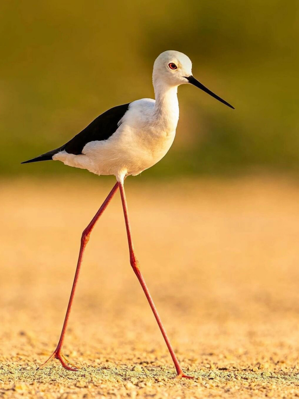 鸟界超模 看这身高比例,看这纤细的大长腿,这简直就是当之无愧的鸟界