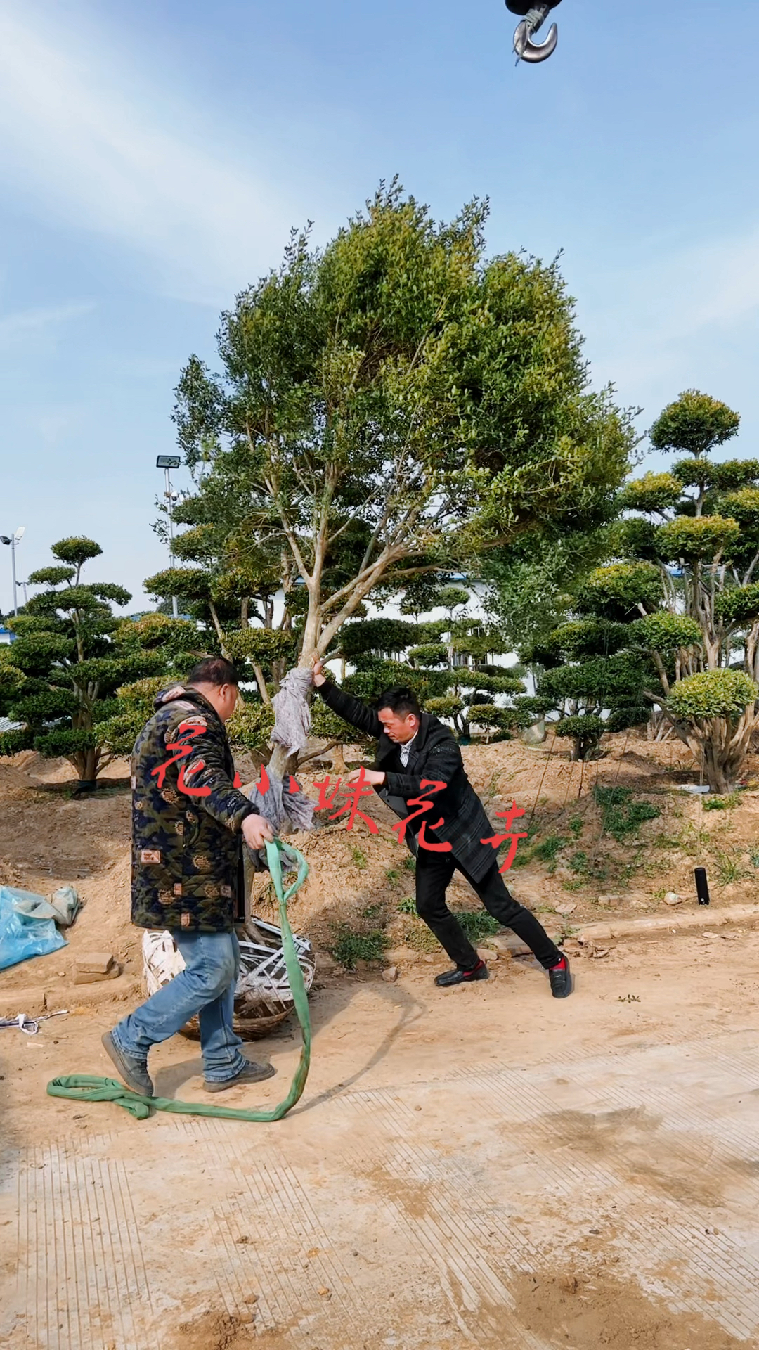 高杆瓜子黄杨树四季常青不落叶耐寒耐旱南北方都可以栽植