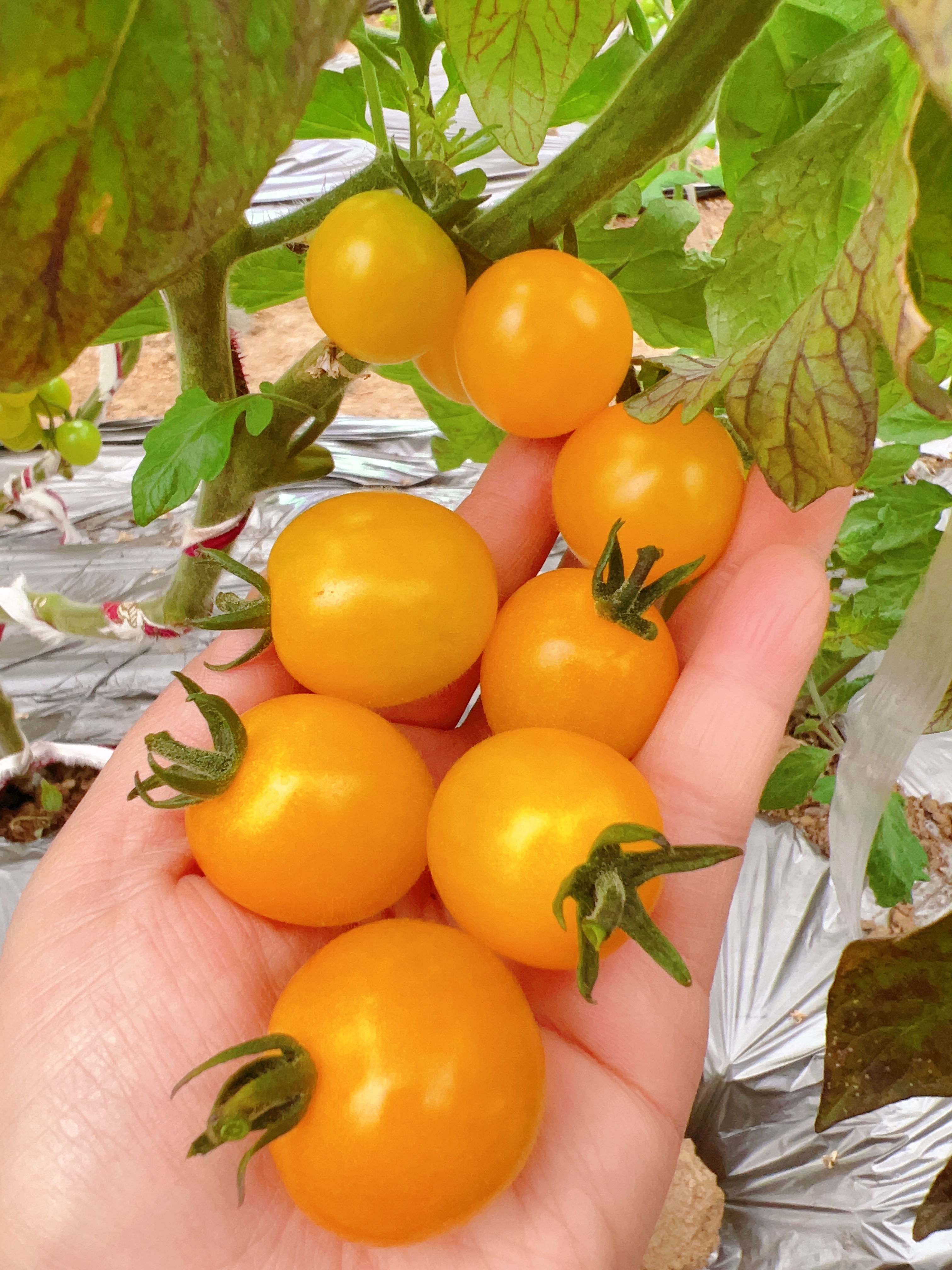 叶县田庄乡开启壮大村级集体经济新模式