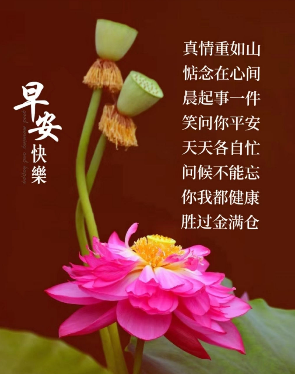 早安心语# 美好的运气,从清晨就开始吧,愿你清晨就有微笑,笑里有幸福