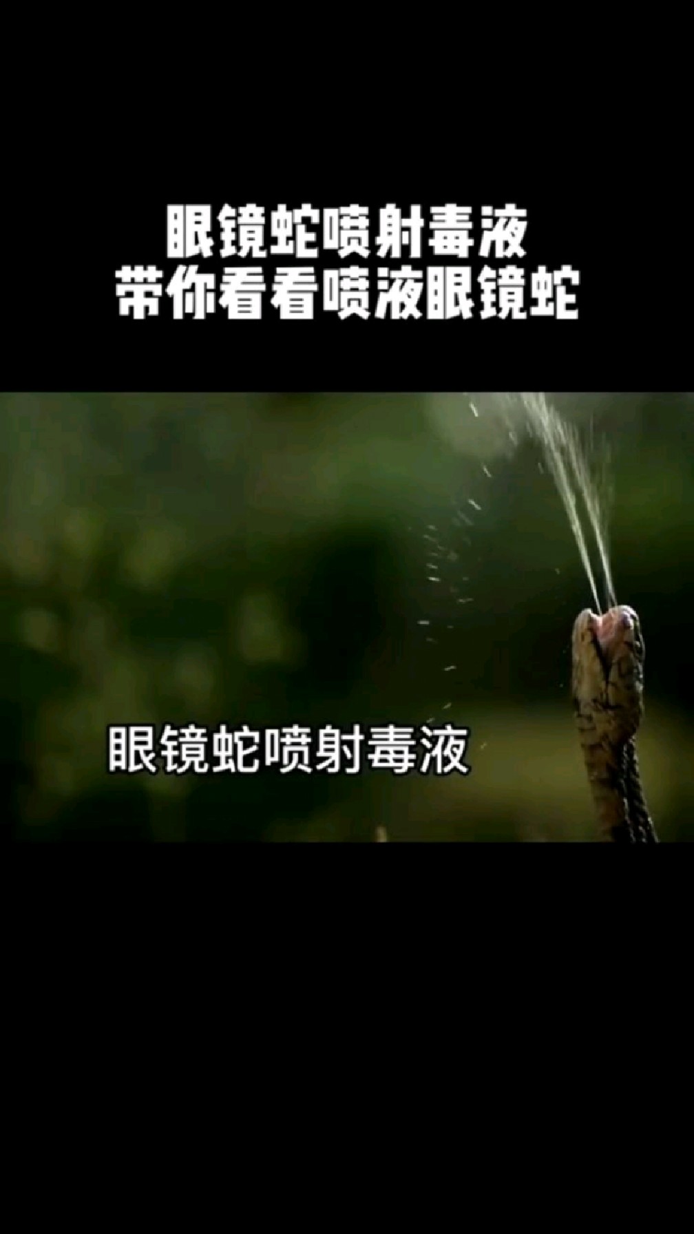 眼镜蛇喷射毒液过程!