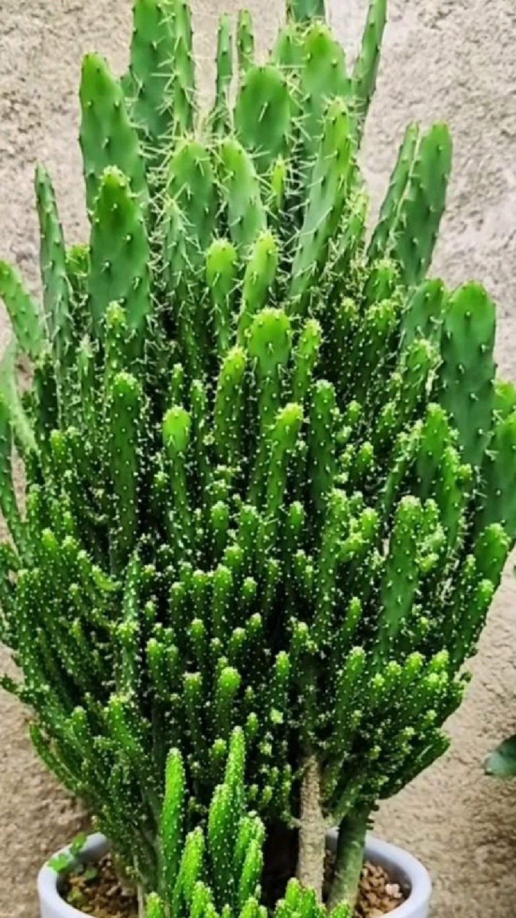 如何为招财手仙人掌提供最佳生长环境