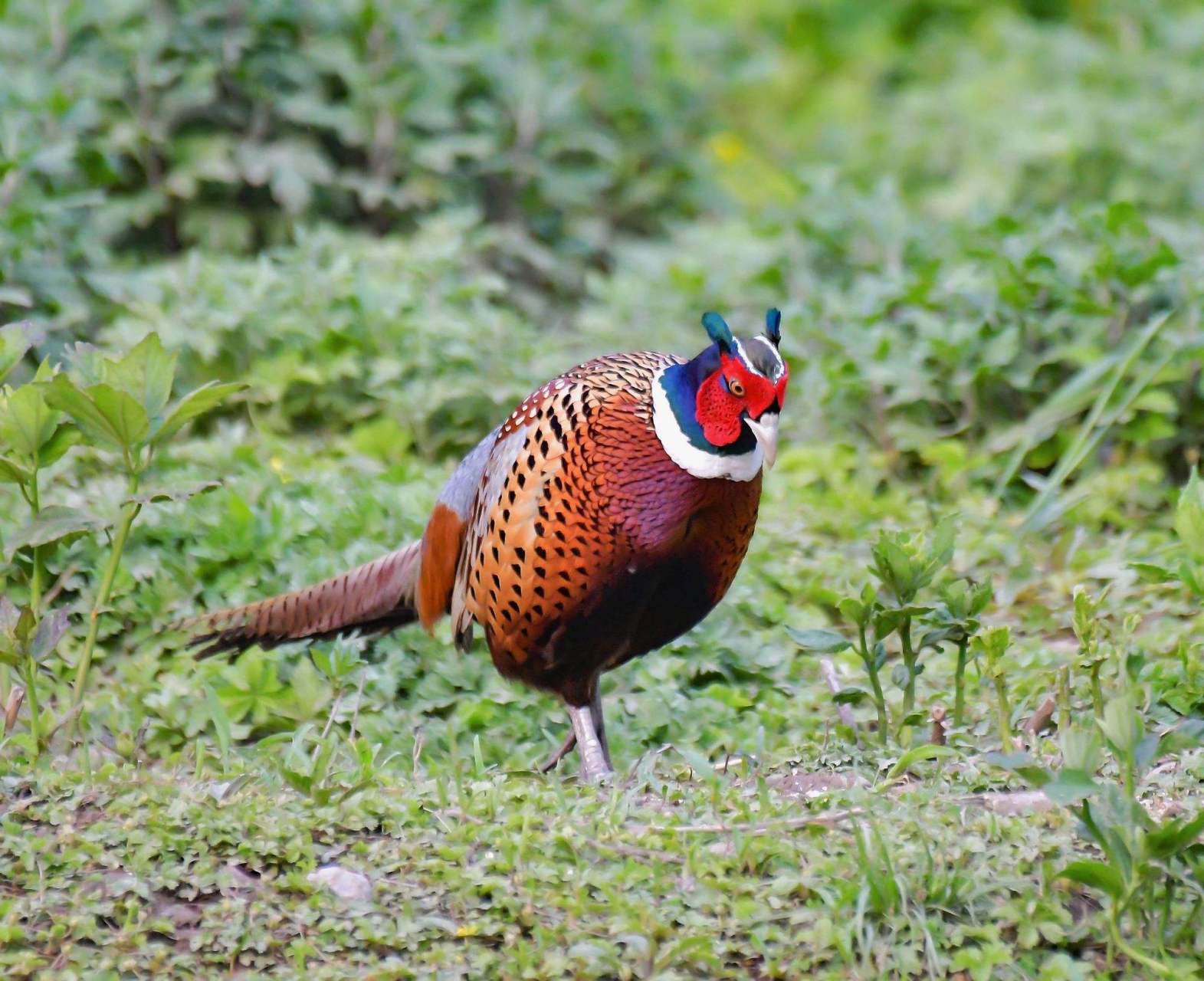 七彩山鸡头上长着一对小辫子,天山童姥的原型终于找到了  七彩山鸡又