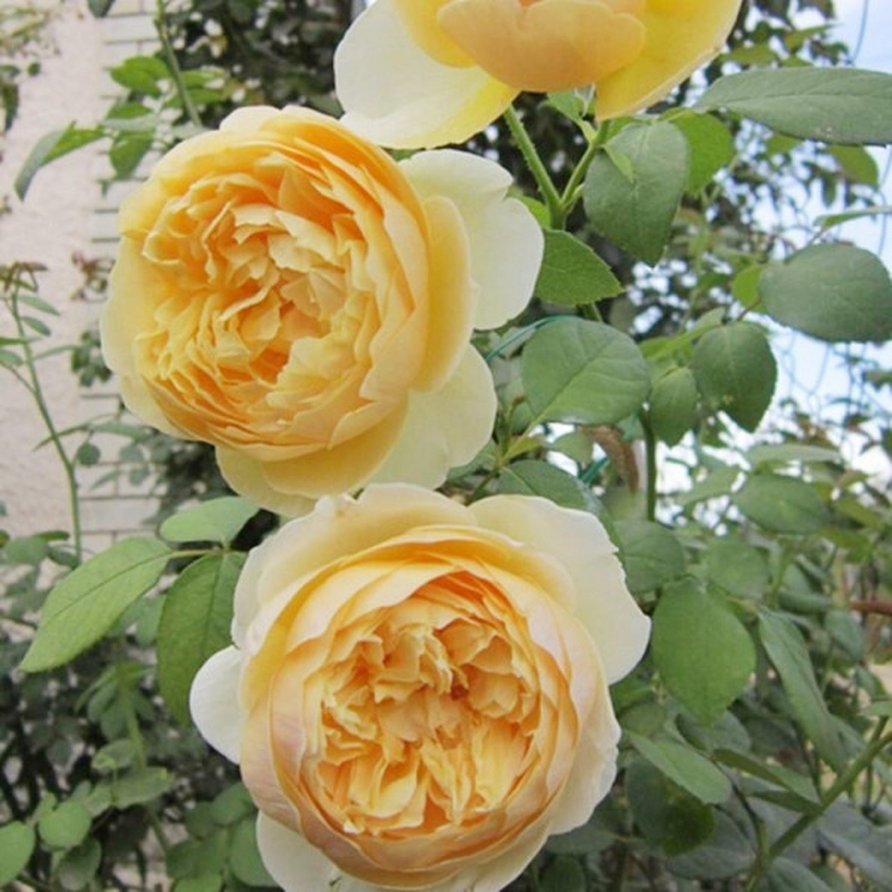 月季花—托马斯.