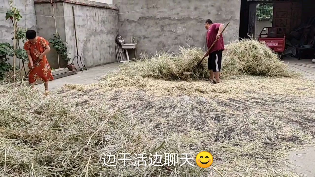 农村收油菜籽,方法简单,很多人没见过,长见识了